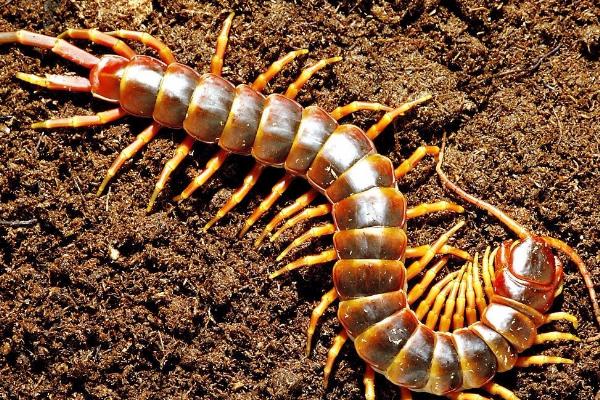 蜈蚣的特点和本领,足比较多且钻缝能力极强