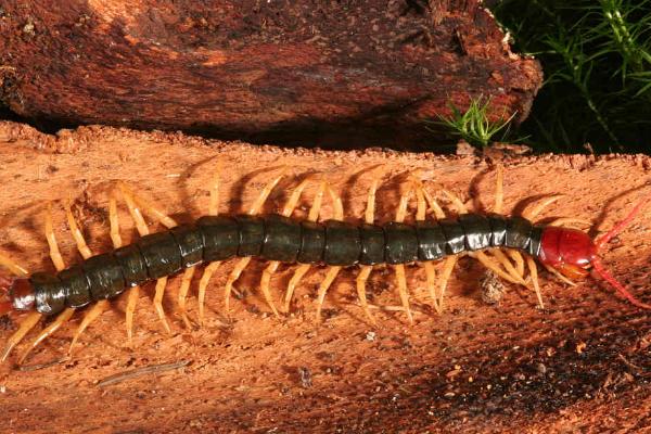 蜈蚣的特点和本领,足比较多且钻缝能力极强