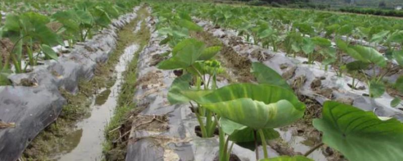 怎么防治芋头软腐病