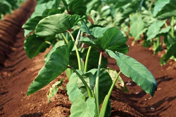 怎么防治芋头软腐病,发现病株要及时拔除、并对病穴撒施生石灰