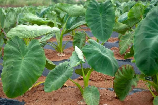 怎么防治芋头软腐病,发现病株要及时拔除、并对病穴撒施生石灰