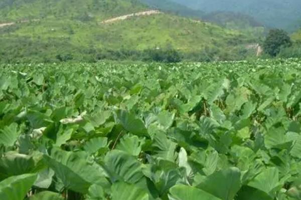 怎么防治芋头软腐病,发现病株要及时拔除、并对病穴撒施生石灰