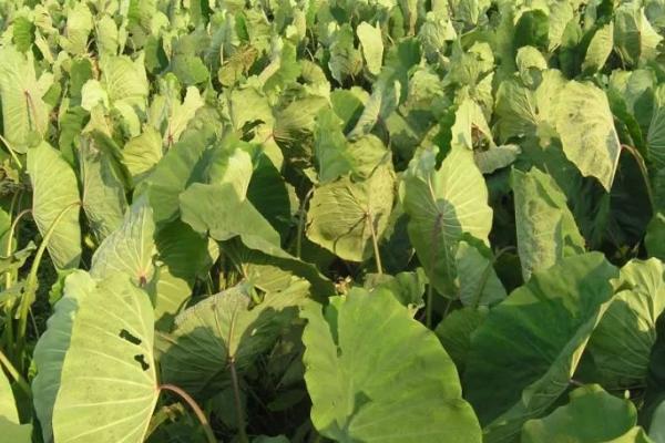 怎么防治芋头软腐病,发现病株要及时拔除、并对病穴撒施生石灰