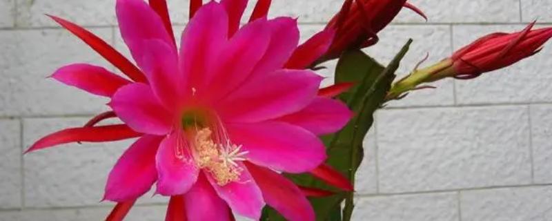 令箭荷花进入花蕾期如何养护