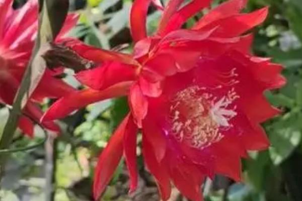 令箭荷花进入花蕾期如何养护,需摘除分枝、及时追肥