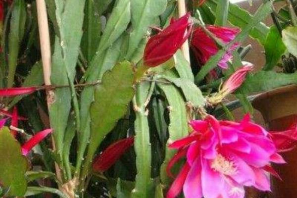 令箭荷花进入花蕾期如何养护,需摘除分枝、及时追肥