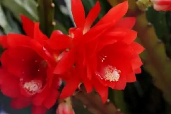 令箭荷花进入花蕾期如何养护,需摘除分枝、及时追肥