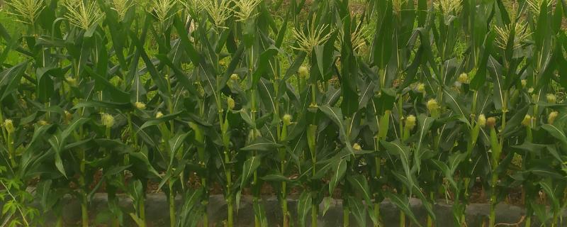 水果玉米种植前的准备工作