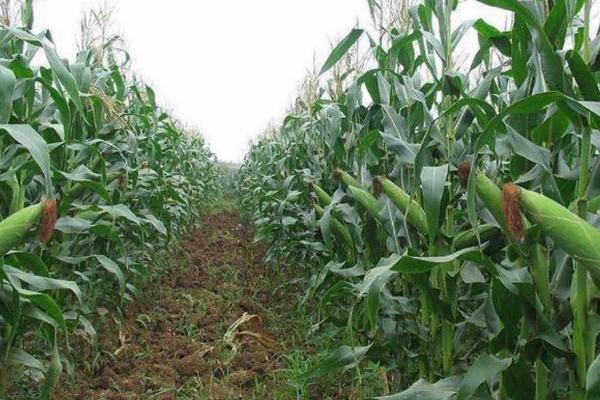 水果玉米种植前的准备工作,种植不同类型的玉米要隔离
