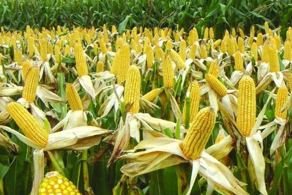 水果玉米种植前的准备工作,种植不同类型的玉米要隔离