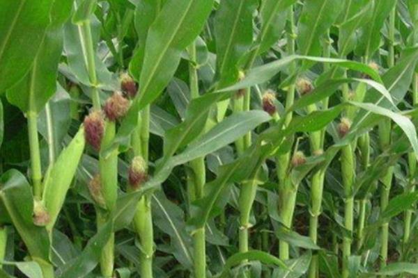 水果玉米种植前的准备工作,种植不同类型的玉米要隔离