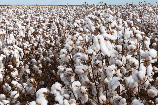 棉花价格预测,2023年可能会出现涨幅