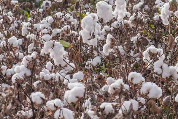 棉花价格预测,2023年可能会出现涨幅