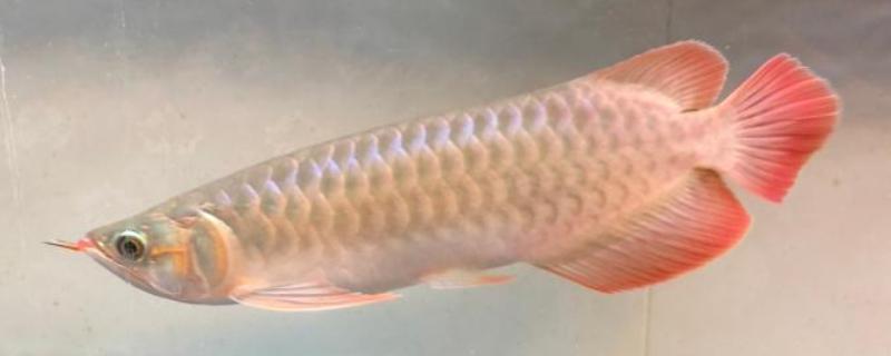 龙鱼眼睛凹陷还有救吗