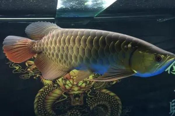 龙鱼眼睛凹陷还有救吗,严重时需要用药物辅助治疗