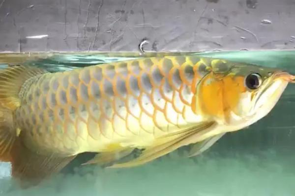 龙鱼眼睛凹陷还有救吗,严重时需要用药物辅助治疗