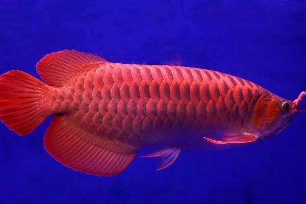 龙鱼眼睛凹陷还有救吗,严重时需要用药物辅助治疗