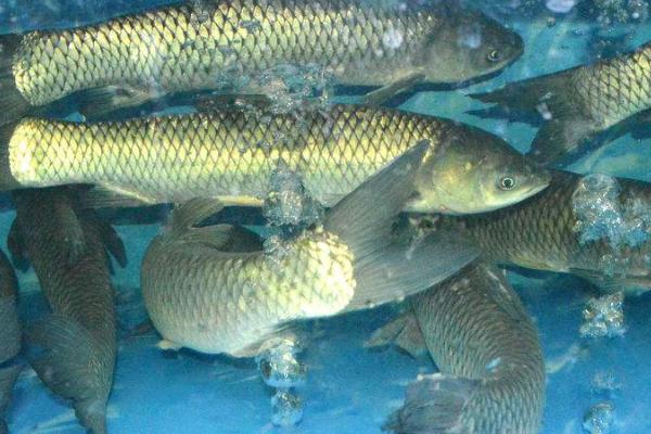 淡水鱼有哪些,常见的有草鱼、锦鲤、鲫鱼等