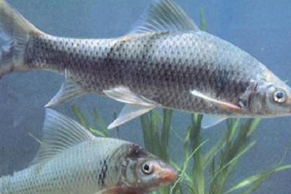 淡水鱼有哪些,常见的有草鱼、锦鲤、鲫鱼等