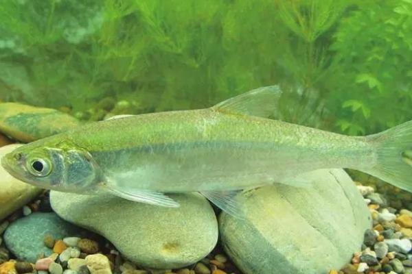 淡水鱼有哪些,常见的有草鱼、锦鲤、鲫鱼等