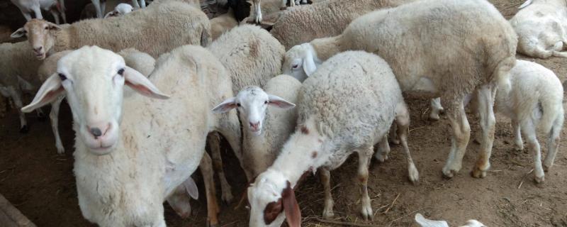 羊拉稀如何治疗