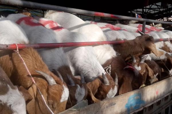 羊拉稀如何治疗,可饲喂促消化的药物