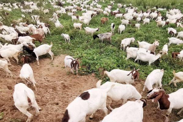 羊拉稀如何治疗,可饲喂促消化的药物