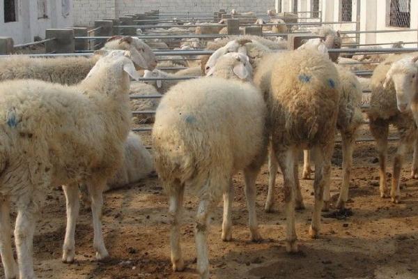 羊拉稀如何治疗,可饲喂促消化的药物