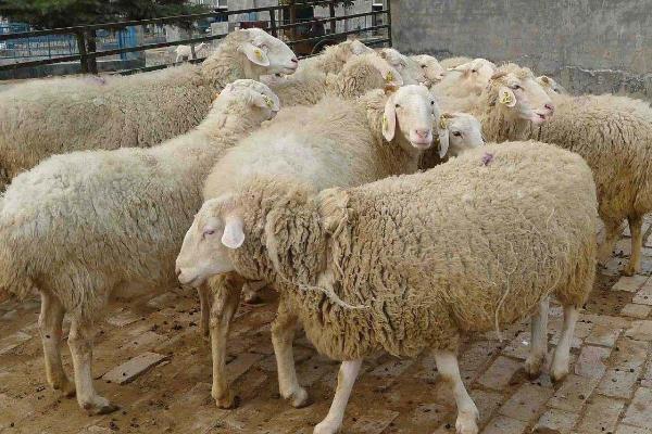 羊拉稀如何治疗,可饲喂促消化的药物