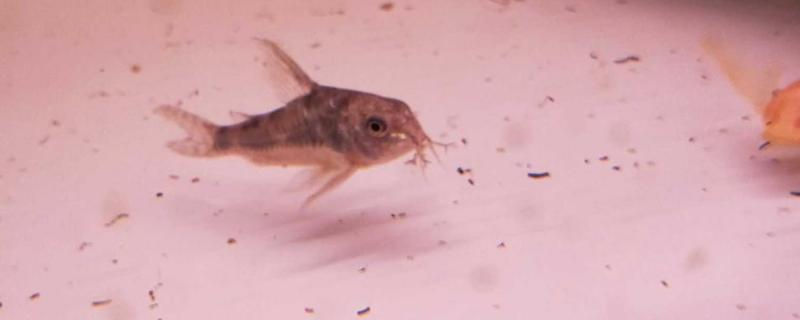 花椒鼠鱼能长多大