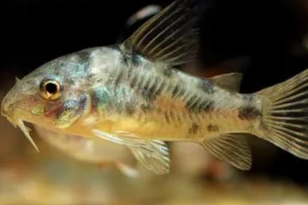 花椒鼠鱼能长多大,和饲养的方式有很大关系