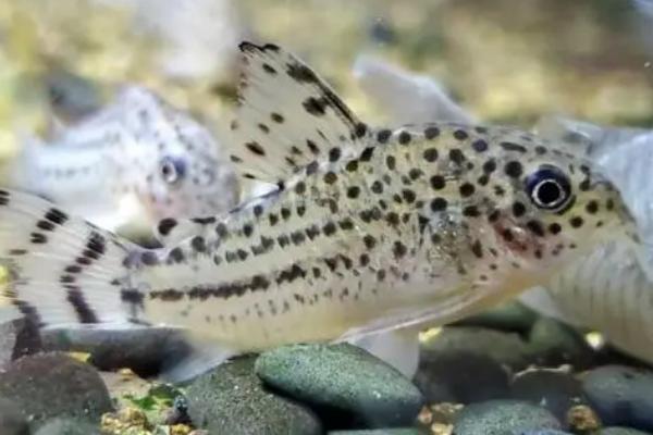 花椒鼠鱼能长多大,和饲养的方式有很大关系