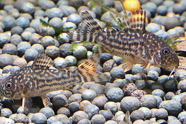 花椒鼠鱼能长多大,和饲养的方式有很大关系