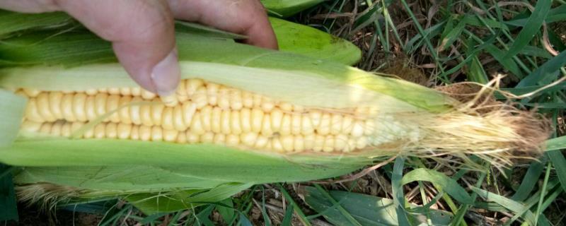 亨甜1号玉米品种简介