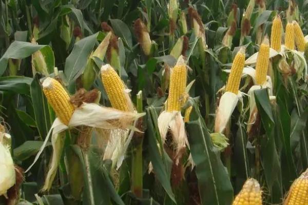 亨甜1号玉米品种简介,是甜玉米品种