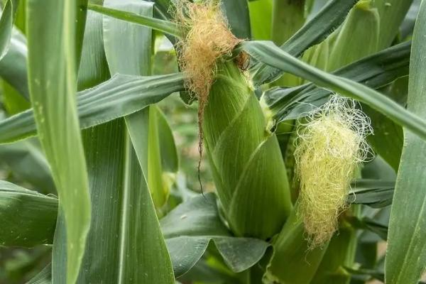 亨甜1号玉米品种简介,是甜玉米品种