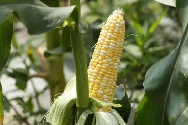 亨甜1号玉米品种简介,是甜玉米品种