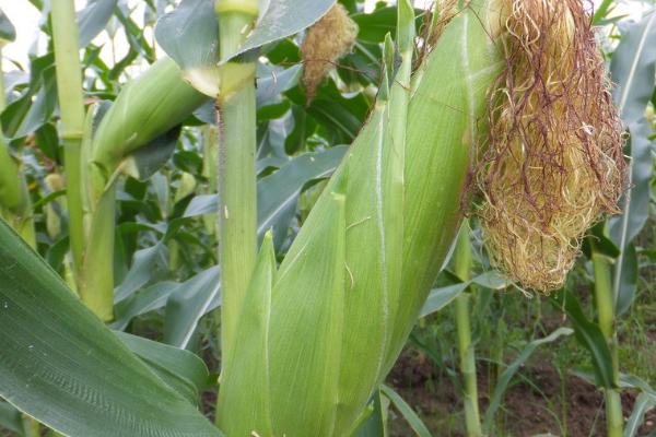 亨甜1号玉米品种简介,是甜玉米品种