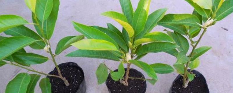 白兰花什么时候施肥