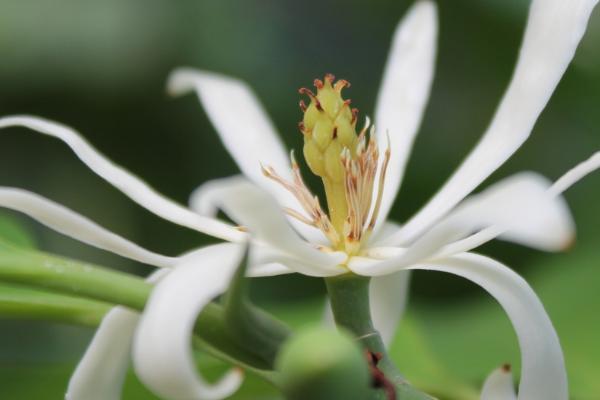 白兰花什么时候施肥,每年的3月份便可开始