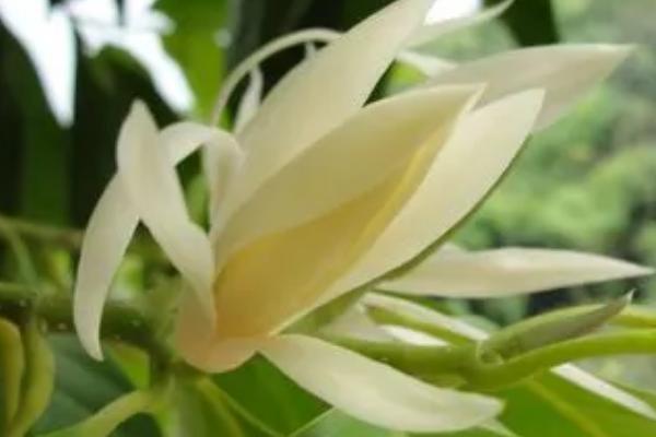 白兰花什么时候施肥,每年的3月份便可开始