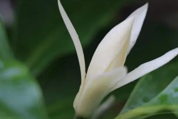 白兰花什么时候施肥,每年的3月份便可开始