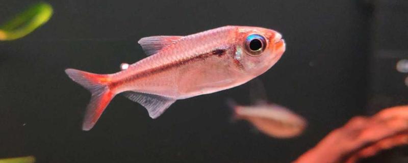 鱼缸不充氧适合养哪些鱼