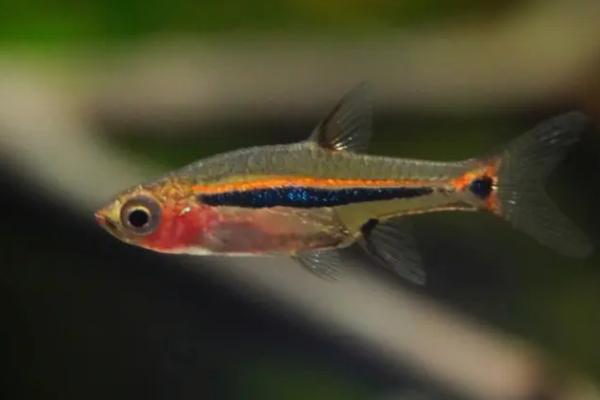 鱼缸不充氧适合养哪些鱼,灯鱼、玛丽鱼、斗鱼等品种皆是适宜选择