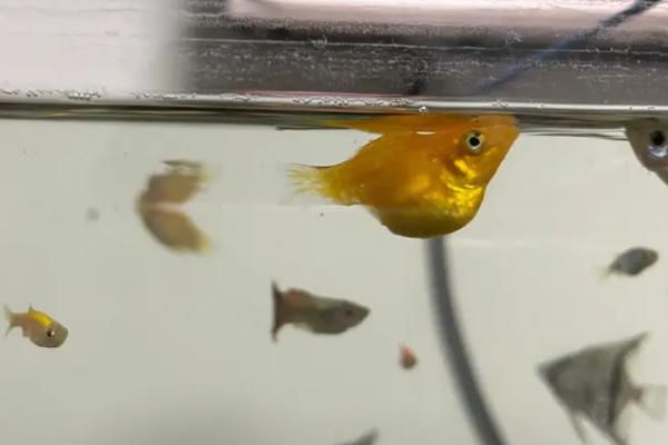 鱼缸不充氧适合养哪些鱼,灯鱼、玛丽鱼、斗鱼等品种皆是适宜选择