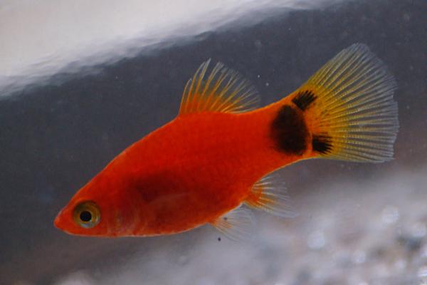 鱼缸不充氧适合养哪些鱼,灯鱼、玛丽鱼、斗鱼等品种皆是适宜选择