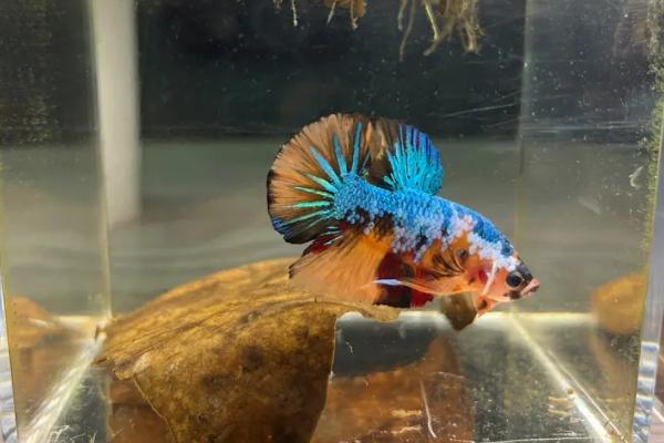 鱼缸不充氧适合养哪些鱼,灯鱼、玛丽鱼、斗鱼等品种皆是适宜选择