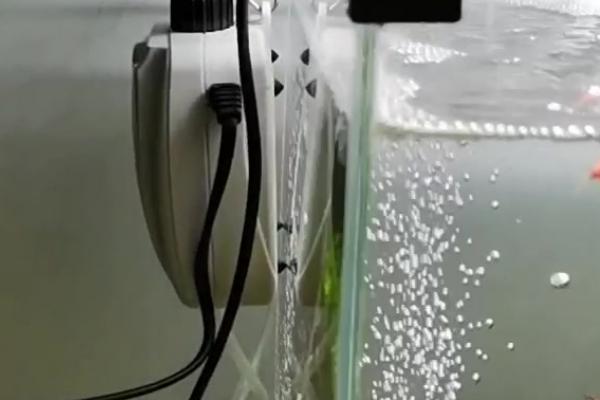 鱼缸不充氧适合养哪些鱼,灯鱼、玛丽鱼、斗鱼等品种皆是适宜选择