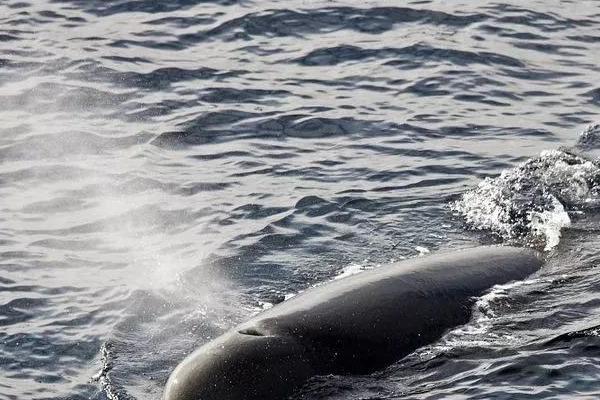 鲸鱼喷水原因,浮到水面呼吸时就会喷水