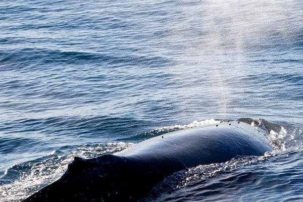 鲸鱼喷水原因,浮到水面呼吸时就会喷水